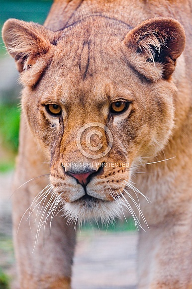 Lioness