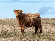 Highland cow