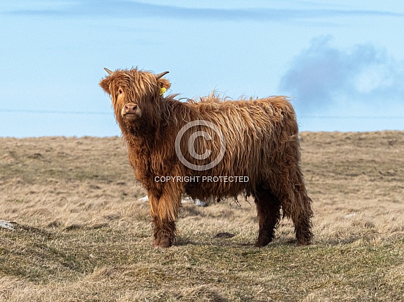 Highland cow Highland cow