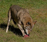 Red Wolf