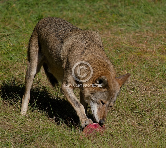 Red Wolf