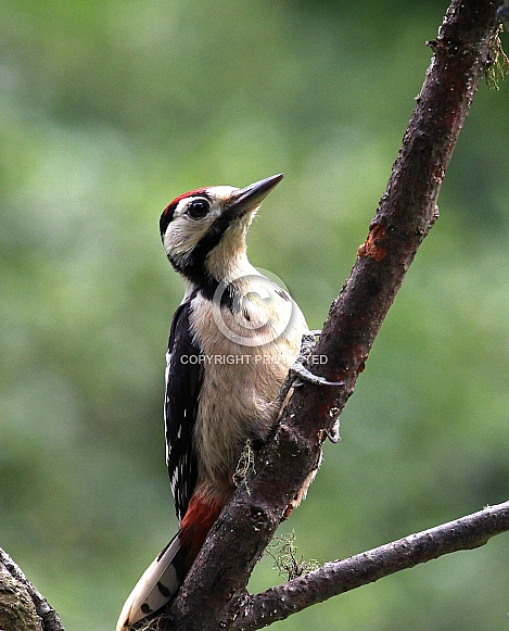 Greater spotted woodpecker Greater spotted woodpecker