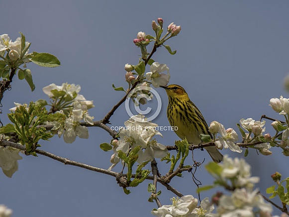 Cape May Warbler Cape May Warbler