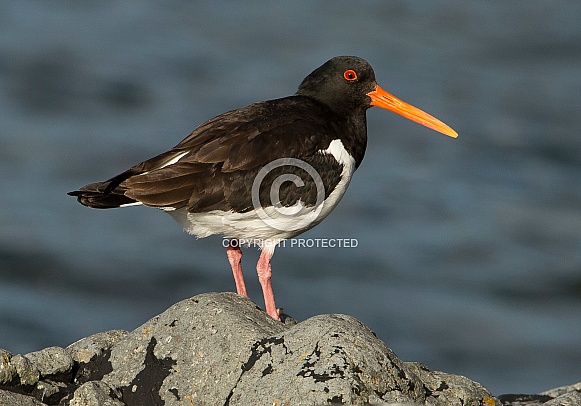 Oystercatcher