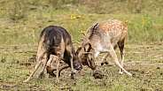 Fallow Deer