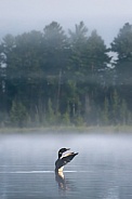 Common Loon (Gavia immer)