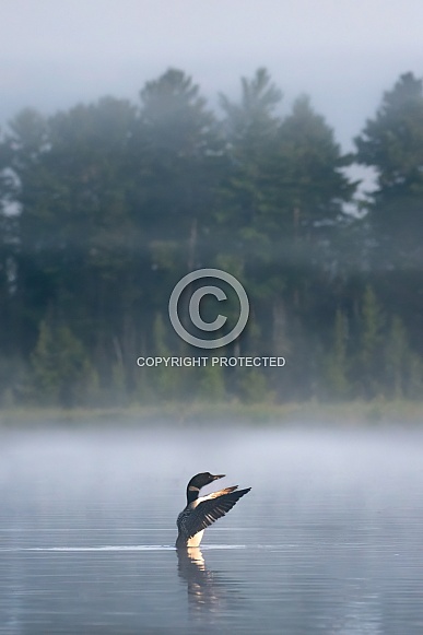 Common Loon (Gavia immer)