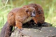 Red Bellied Lemur (Eulemur rubriventer)