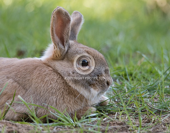 Rabbit portrait