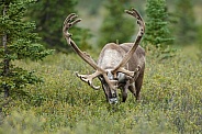 The reindeer or caribou (Rangifer tarandus)