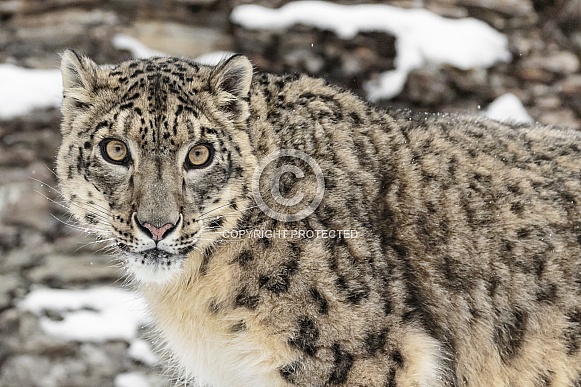 Snow Leopard-Look Deeply Into My Eyes