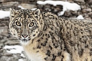 Snow Leopard-Look Deeply Into My Eyes