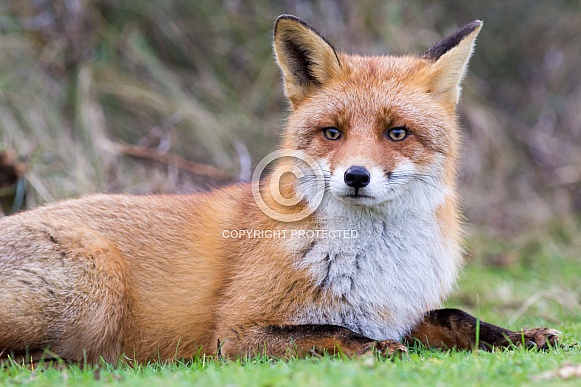 Red fox relaxing in the grass