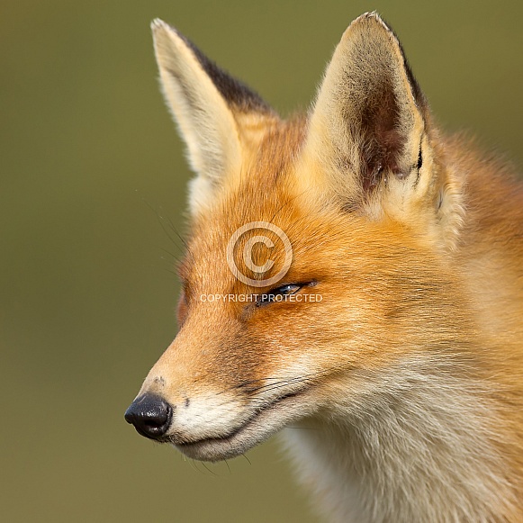 Red fox portrait Red fox portrait
