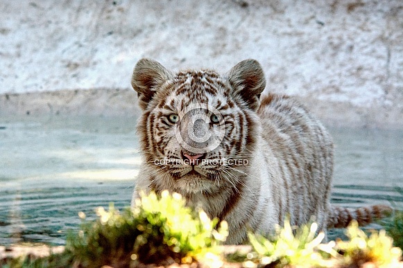 White Tiger
