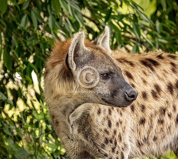 Spotted Laughing African Hyenas