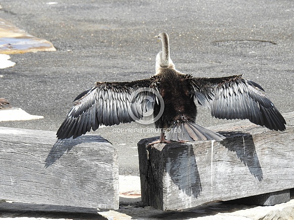 Australian darter