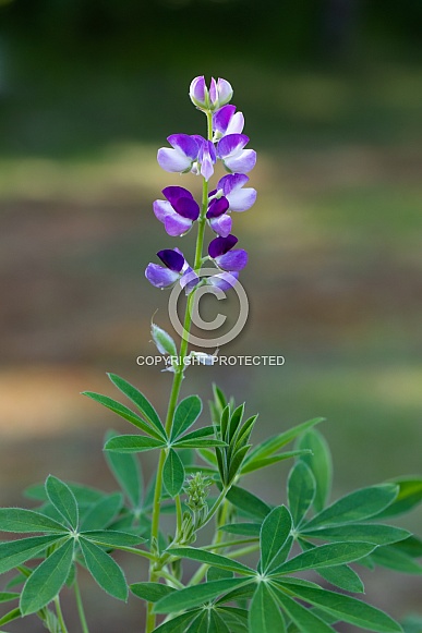 Sky Lupine Garden Flowers
