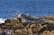 Grey Seal (Halichoerus grypus atlantica)