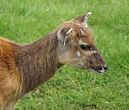 Deer