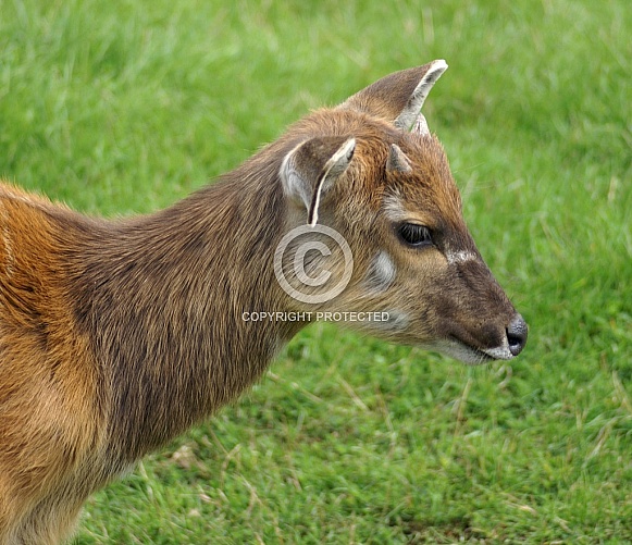 Deer Deer