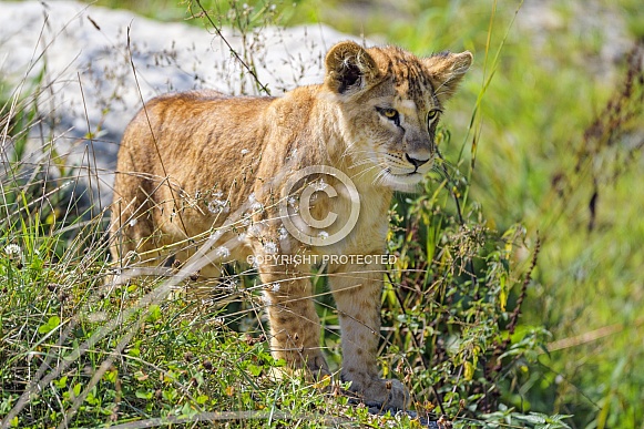 Lion Cub Lion Cub