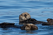 Close up of a sea otter in the ocean