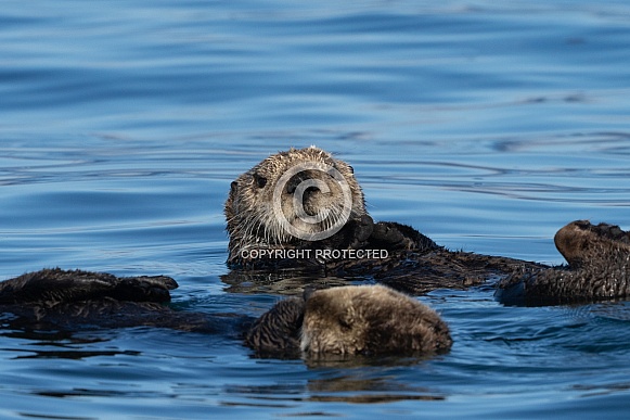 Close up of a sea otter in the ocean