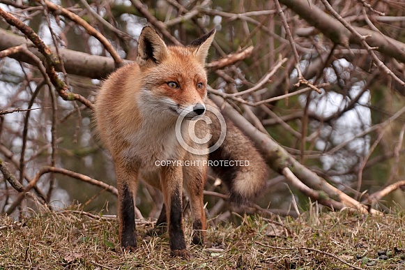 Red Fox