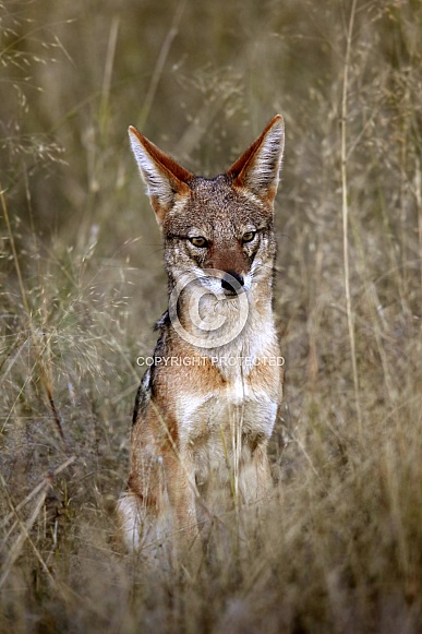 Black-backed Jackal - Botswana Black-backed Jackal - Botswana