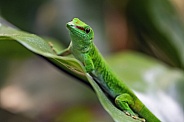 Green gecko on leaf