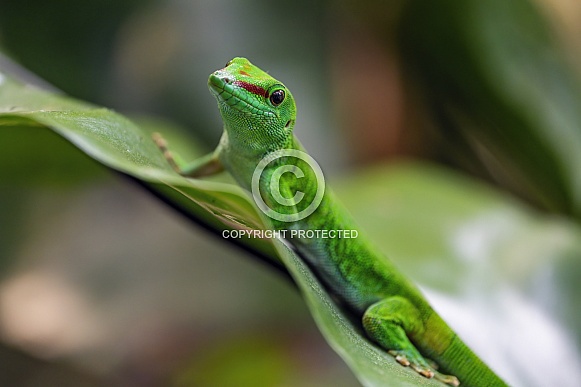 Green gecko on leaf