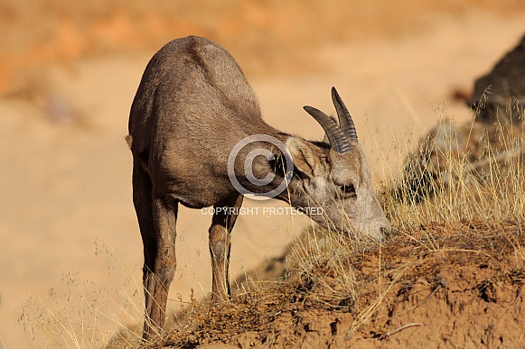Desert Bighorn Sheep