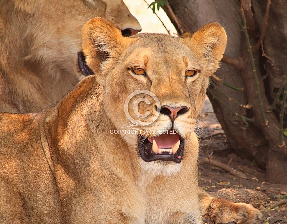 Young adult lions on the hunt Young adult lions on the hunt