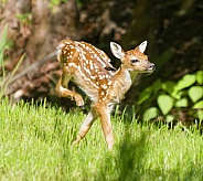 White tailed Deer