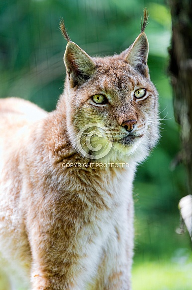 Lynx Lynx