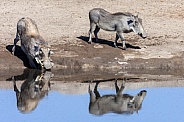 Warthogs at a waterhole - Etosha - Namibia