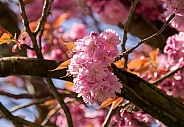 Japanese Flowering Cherry Blossom