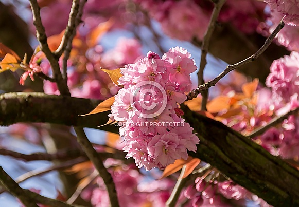 Japanese Flowering Cherry Blossom