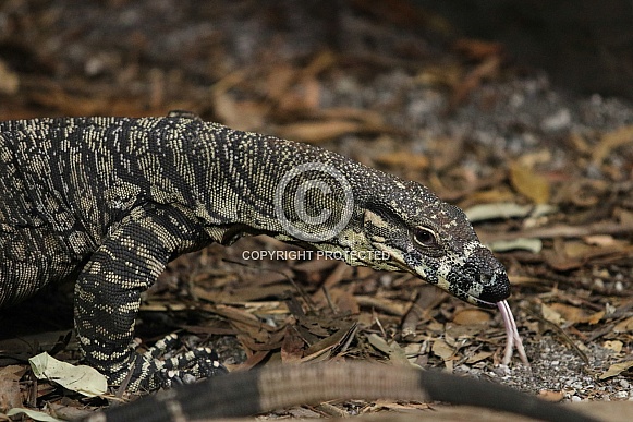 Lace Monitor Lizard