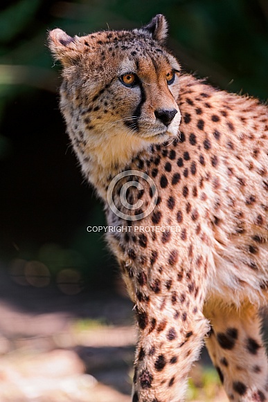 Cheetah