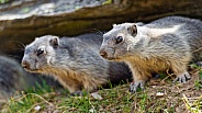 Young wild marmots