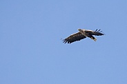 White tailed eagle or European Eagle