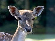 Fallow Deer