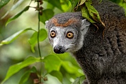 Crowned Lemur In Trees Close Up