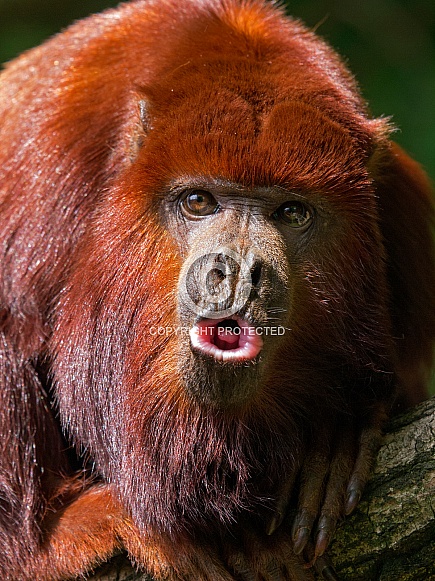 Red Howler Monkey also knoVenezuelan red howler (Alouatta seniculus) Red Howler Monkey also knoVenezuelan red howler (Alouatta seniculus)