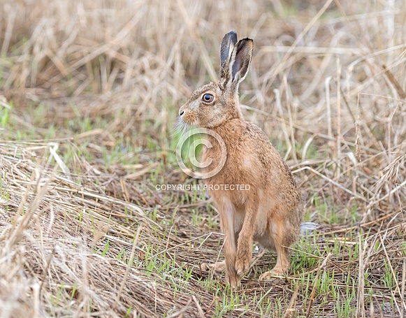 Brown Hare