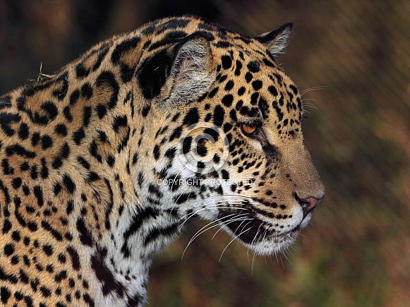 Jaguar