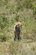 Baby cheetah sitting in the grass