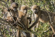 Young Baboons
